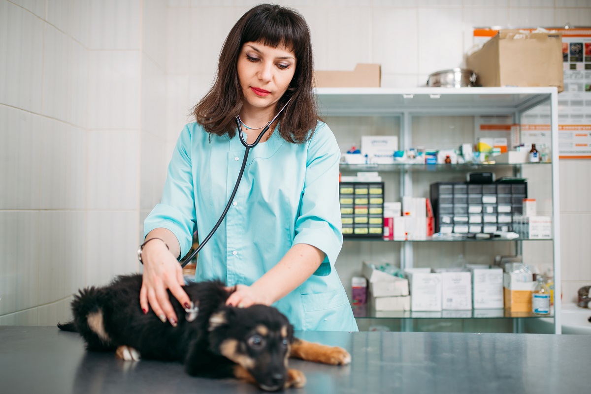 Срочный вызов ветеринарного врача в городе Дубна Московской области