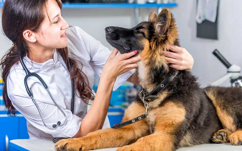 Ветеринарная Служба на дом в городе Дубна