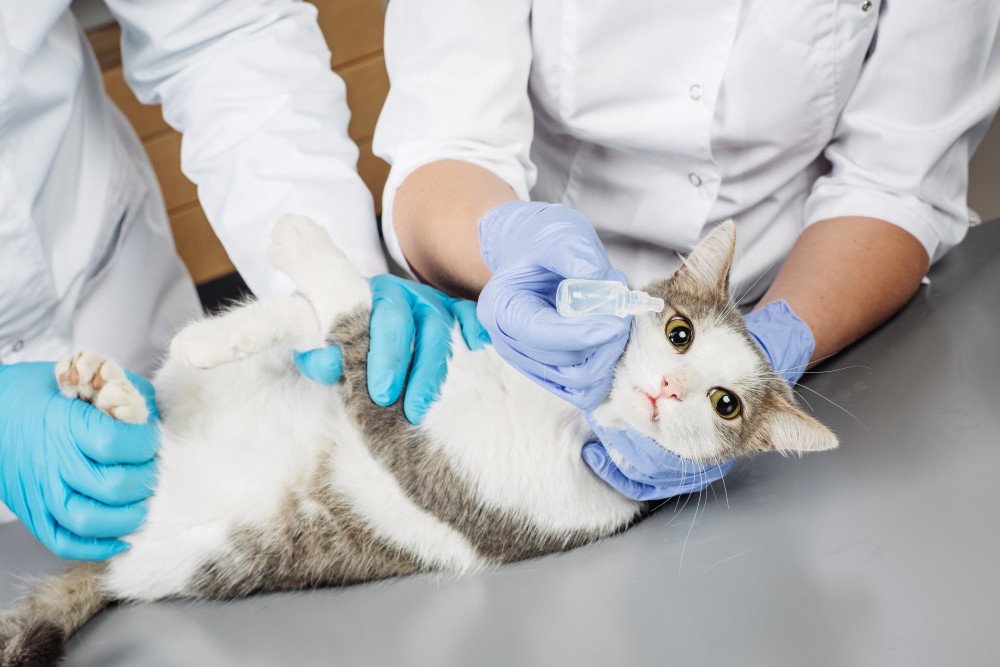 Лапароскопическая стерилизация кошки в городе Дубна Московской области