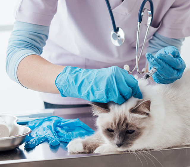 Лапароскопическая стерилизация кошки на дому в Дубне Московской области