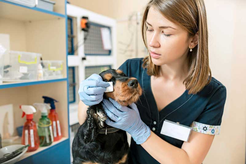 Вакцинация животных в городе Дубна Московской области