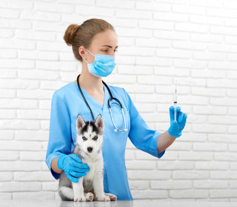 Вакцинация собаки, кошки в городе Дубна Московской области