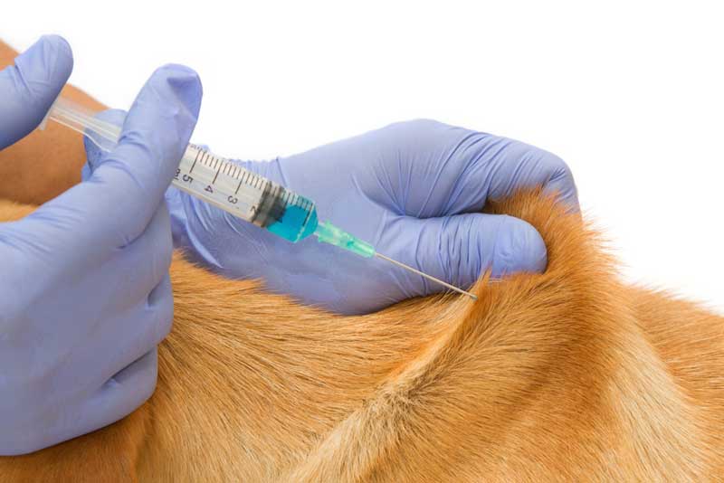 Вакцинировать животное собаку или кошку в городе Дубна
