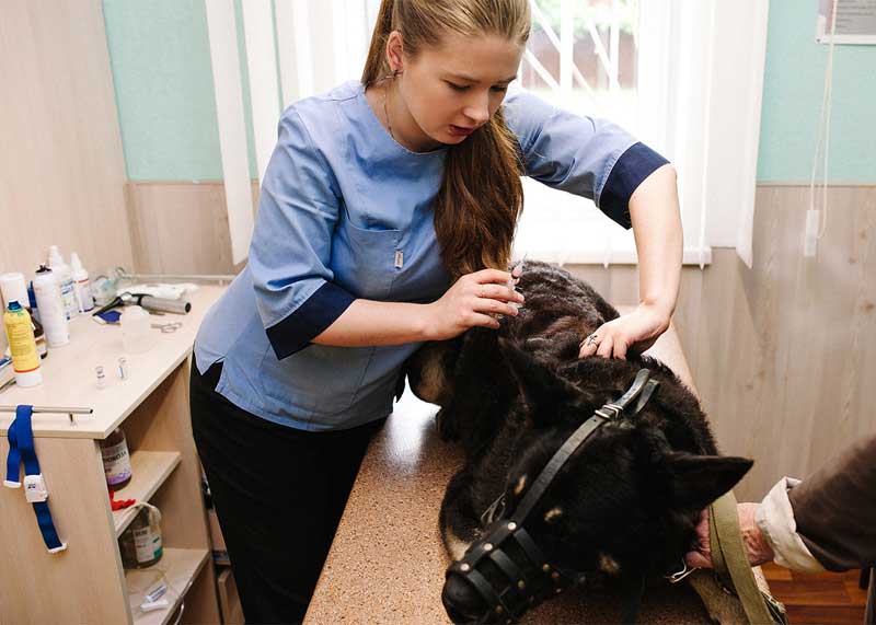 Плановая вакцинация животных (собаки, кошки) Дубна Московской области