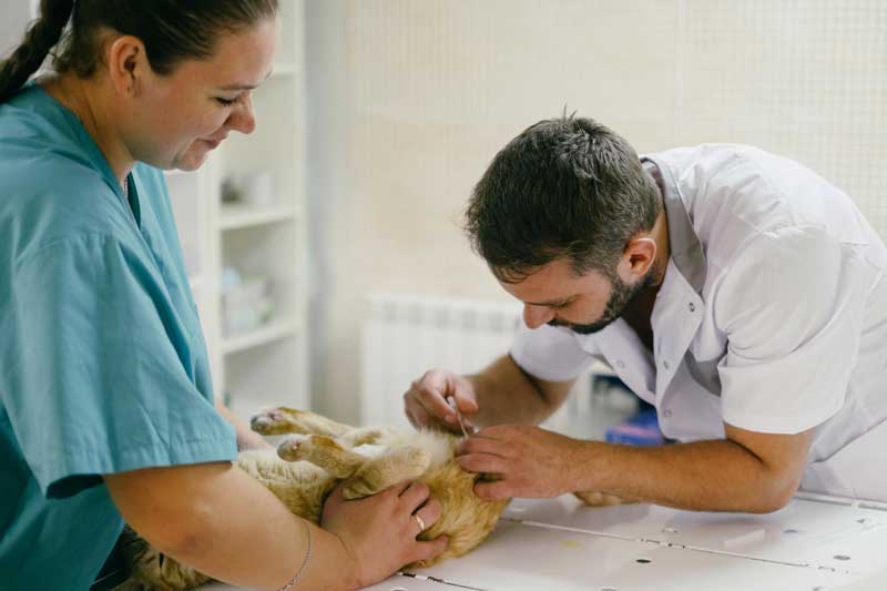 Вырвать, удалить зуб собаки, кошки в Московской области в городе Дубна
